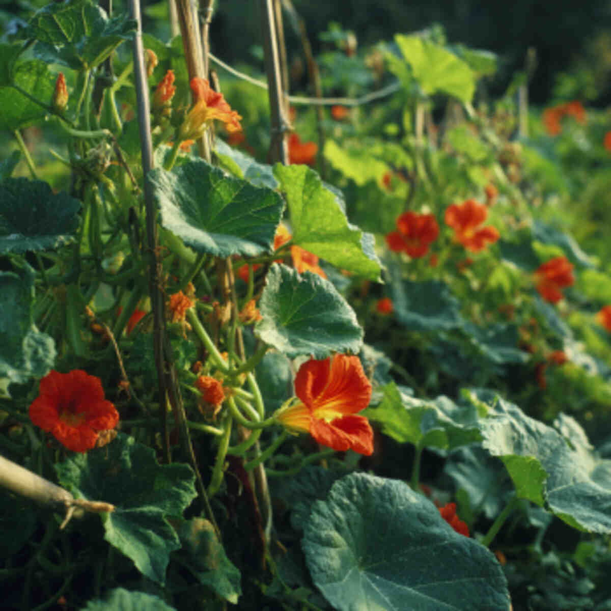 Grow Flowering Vegetables Like Squash and Tomatoes