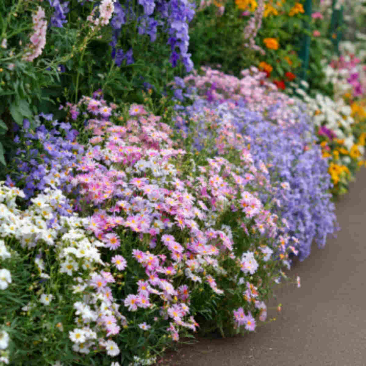 Grow Flowers in Clusters for Easy Access

