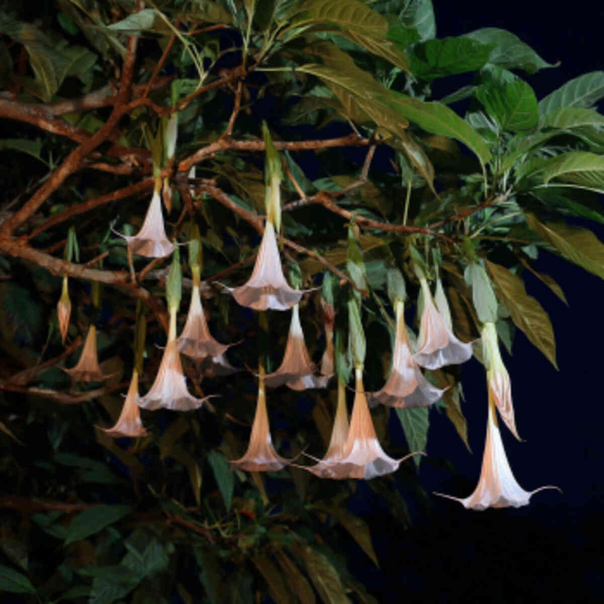 Grow Night-Blooming Flowers for Moths and Bats