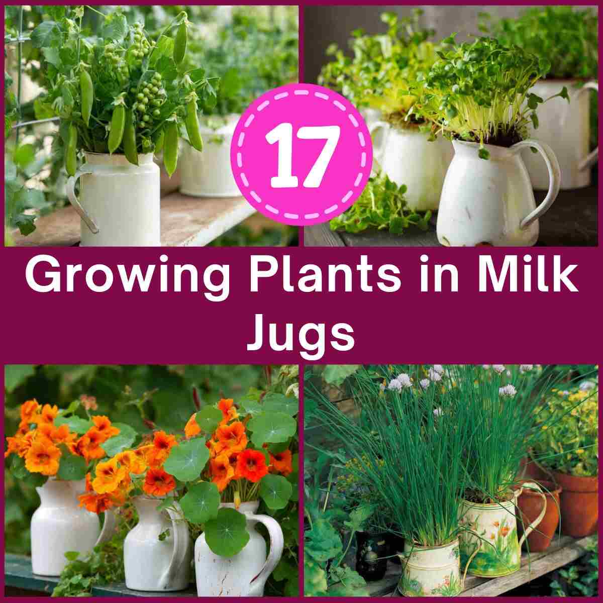 Growing Plants in Milk Jugs