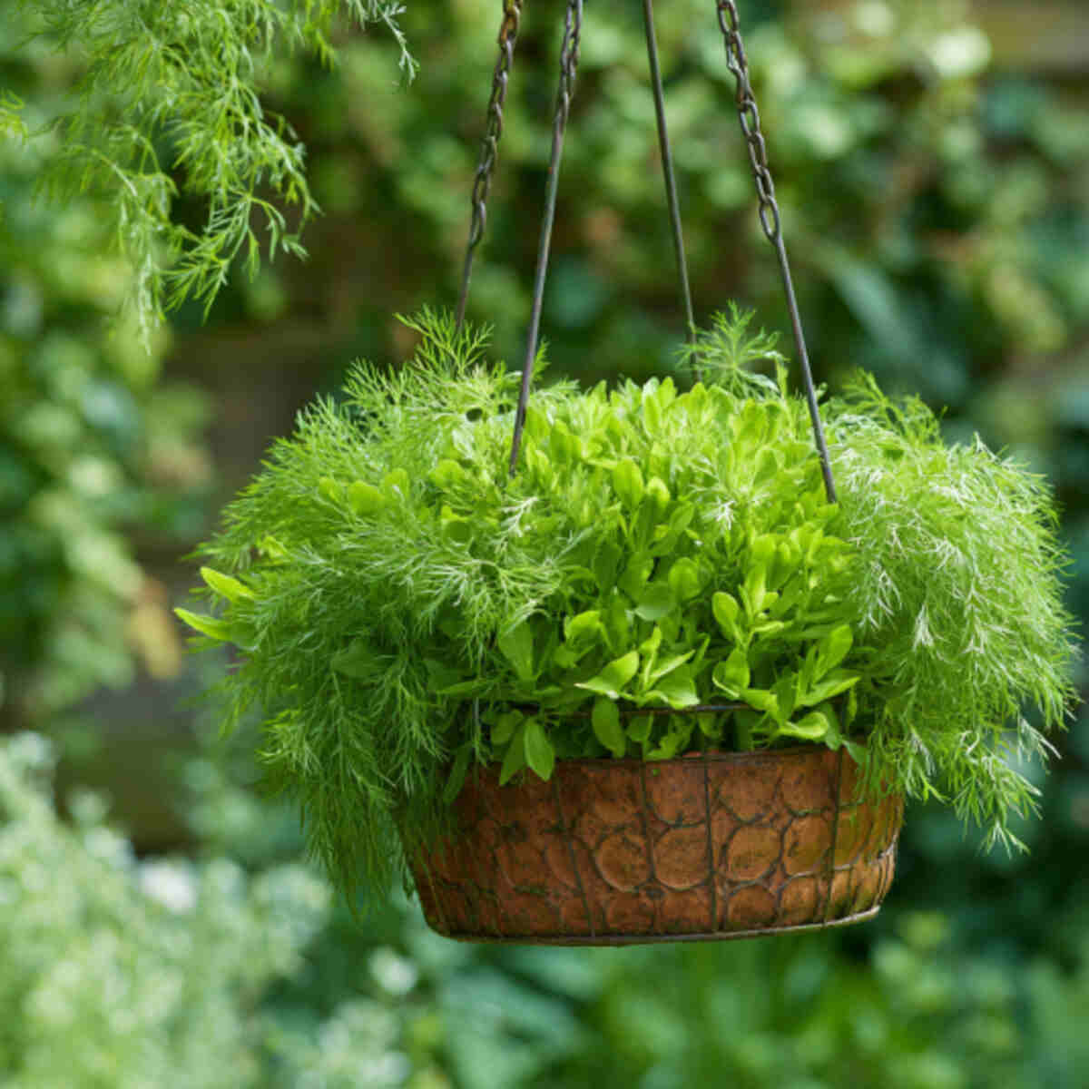Hanging Basket of Sorrel and Dill