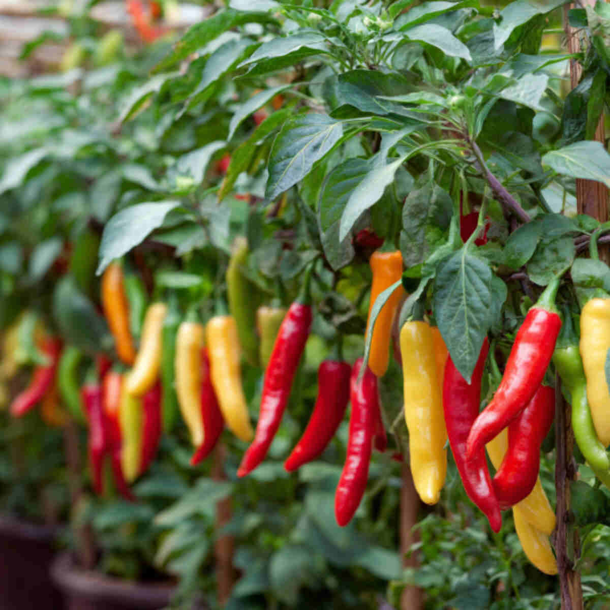 Hanging Chili Pepper Garden