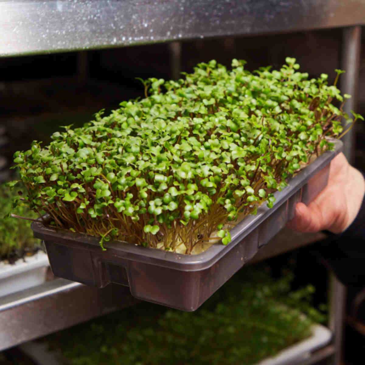 Hanging Microgreens Tray
