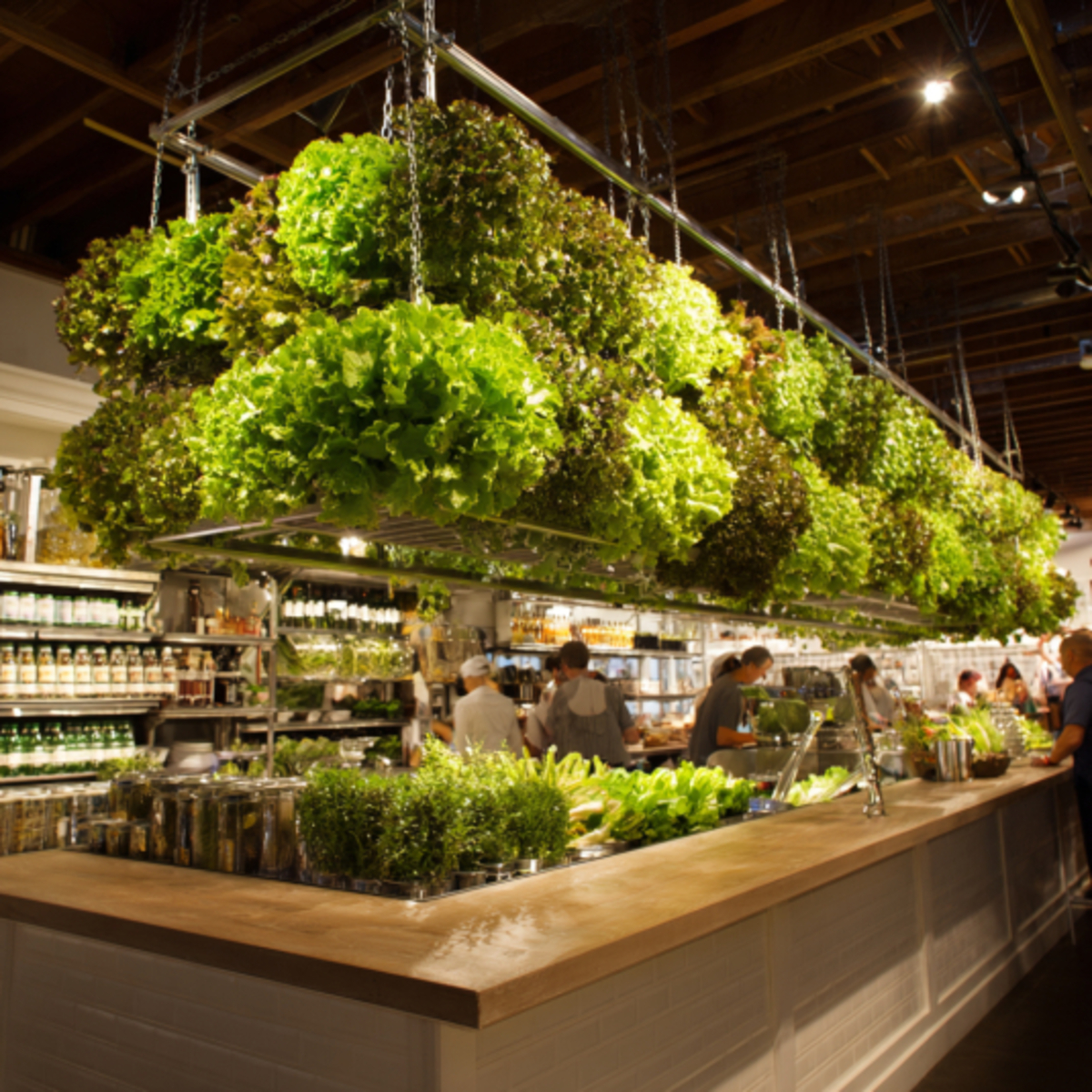 Hanging Salad Bar (Lollo Rosso, Rocket, Mustard Greens)