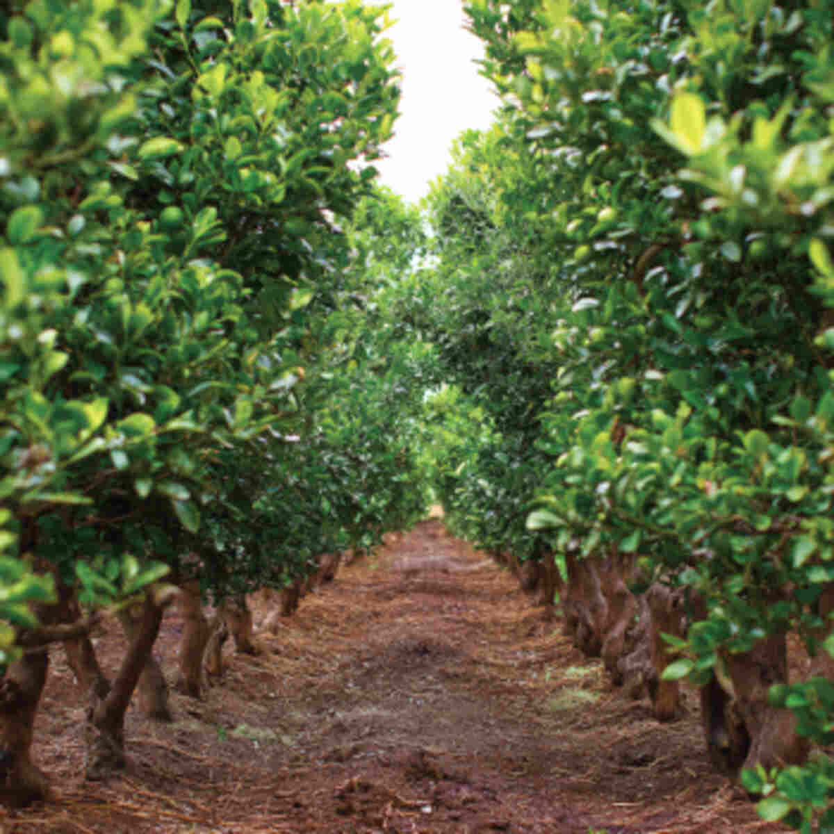  High-Density Pruning Zone