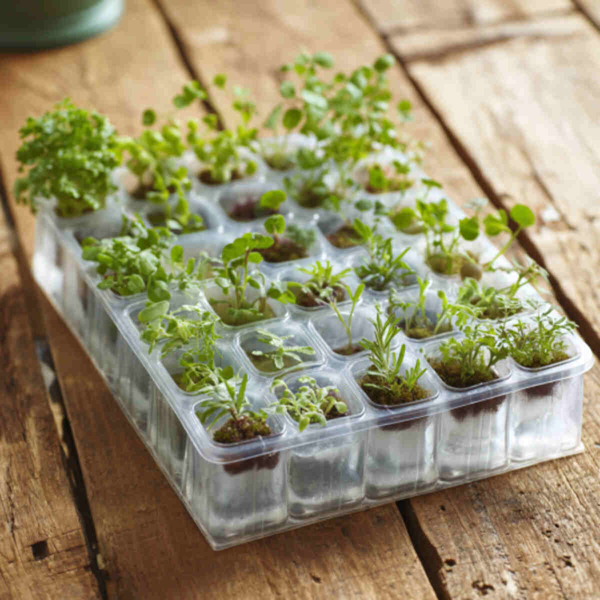 Ice Cube Tray Herb Starter
