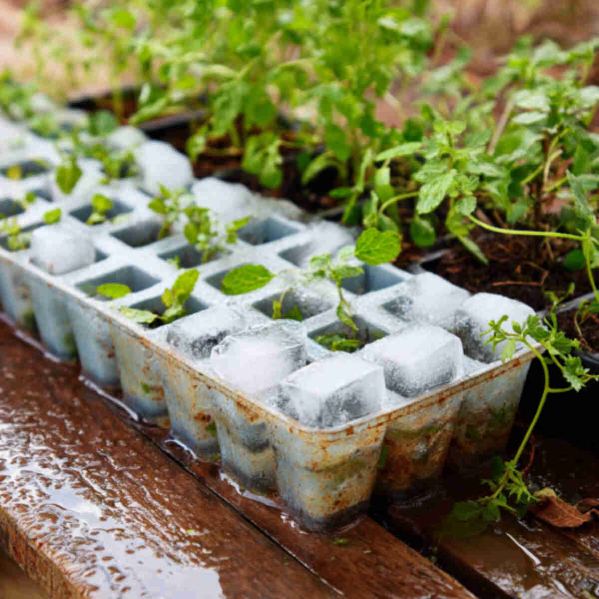 Ice Cube Tray with Compost Tea Soak