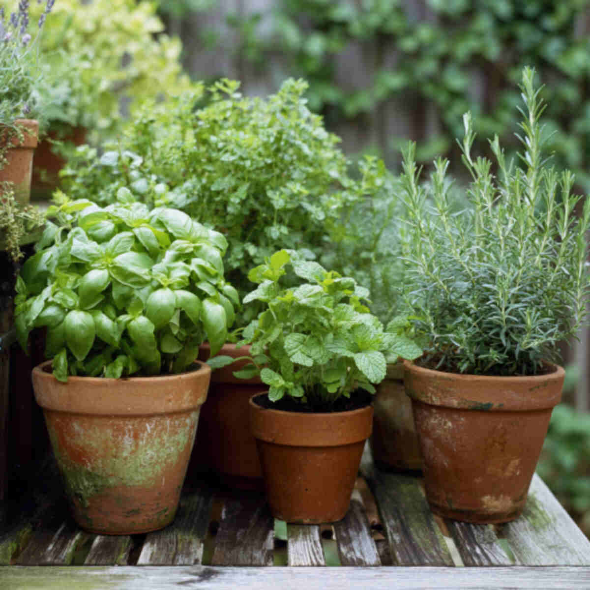 Include Flowering Herbs Like Mint, Basil, and Thyme