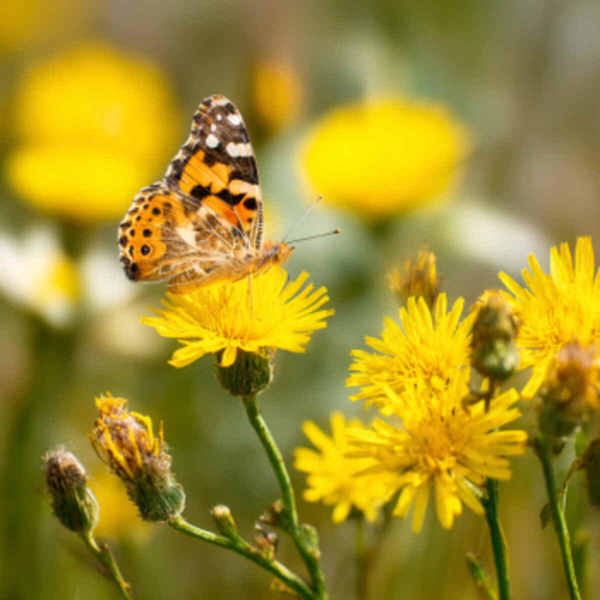 Incorporate Wind-Pollinated Plants Alongside Insect-Friendly Ones