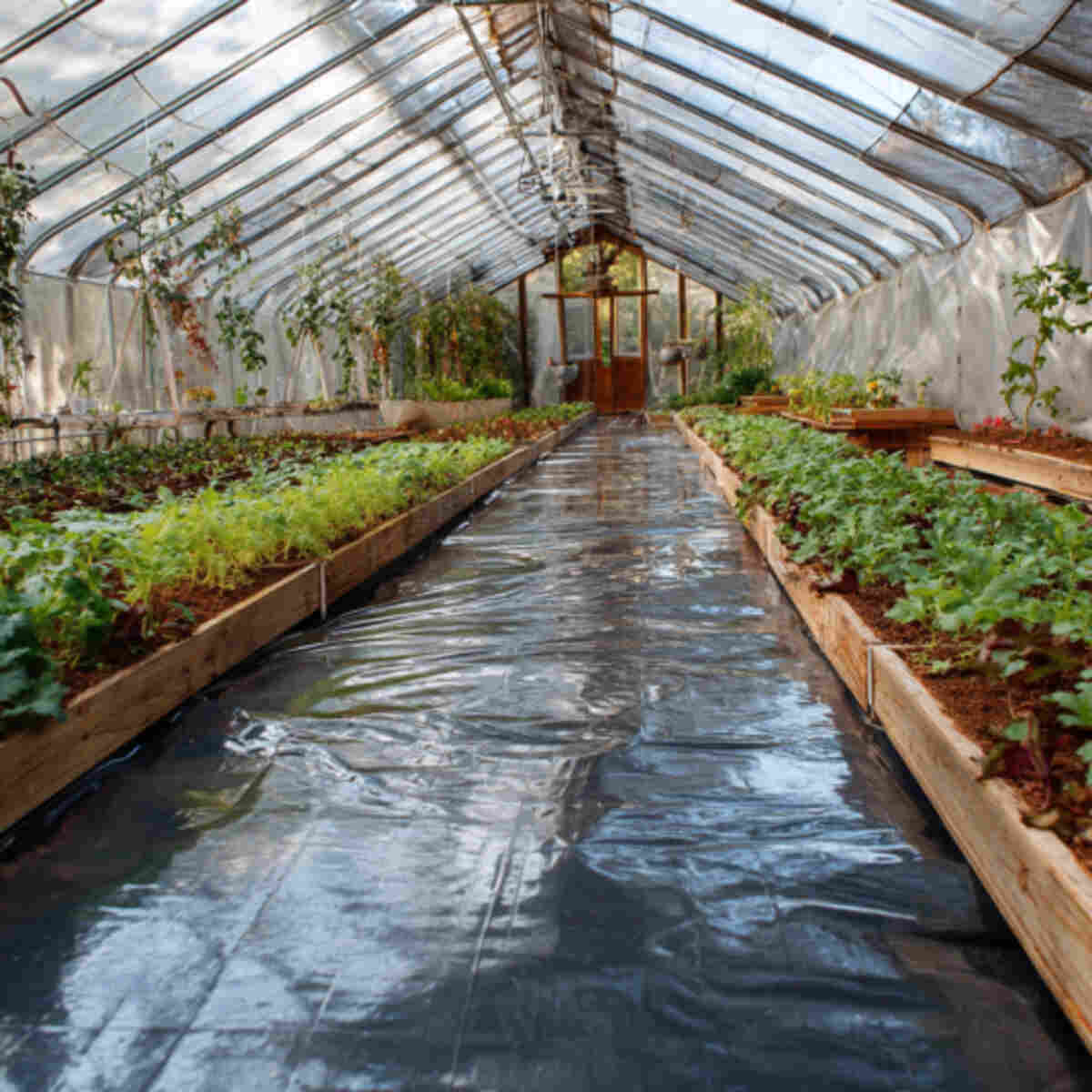 Indoor Greenhouse Floor with Mulch Sheets