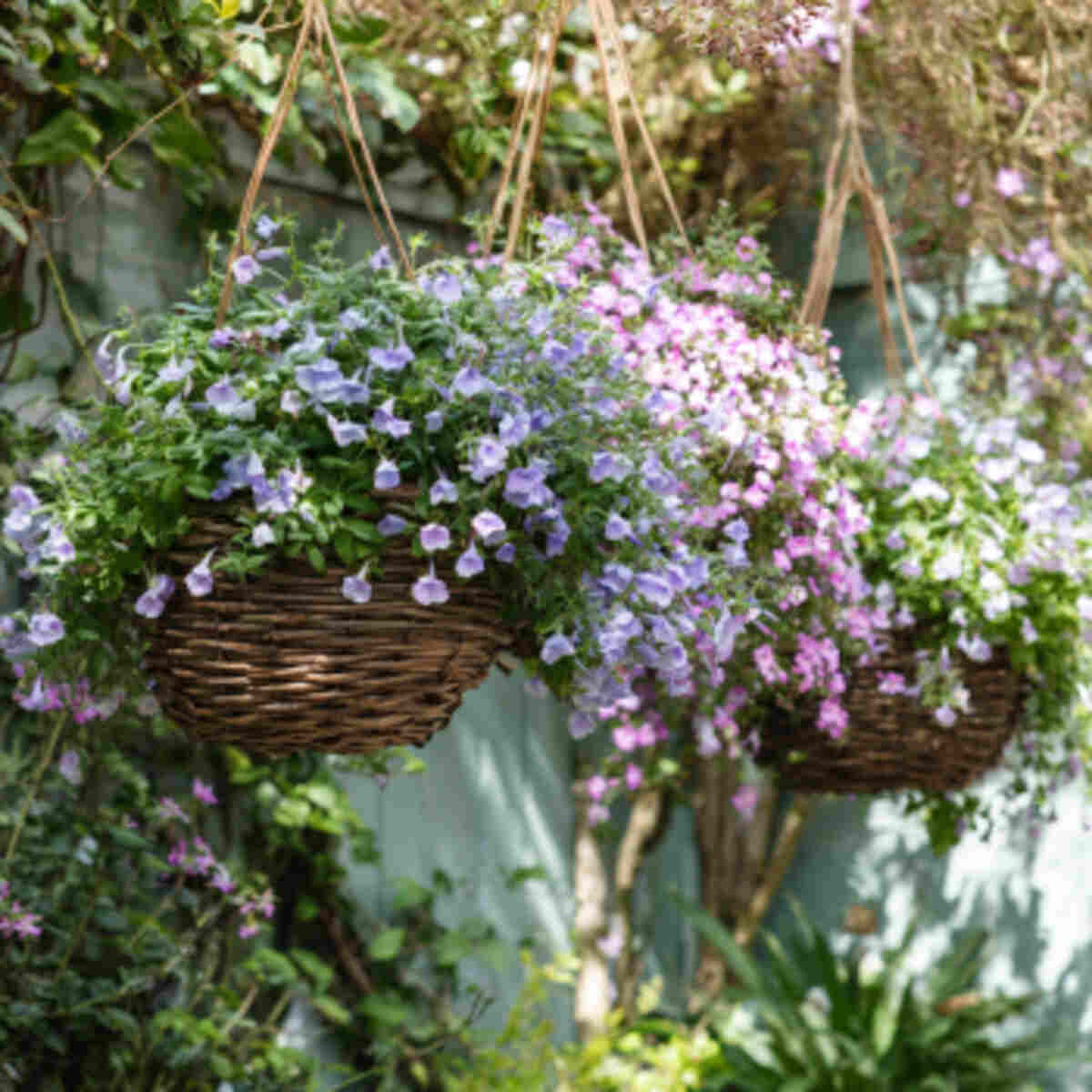 Install Hanging Baskets with Trailing Blooms