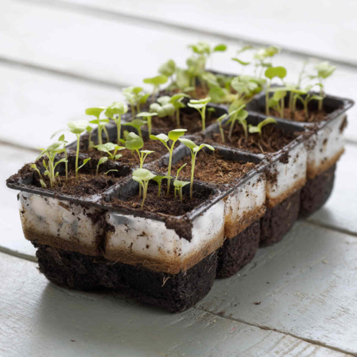 Layered Soil Mix Starters