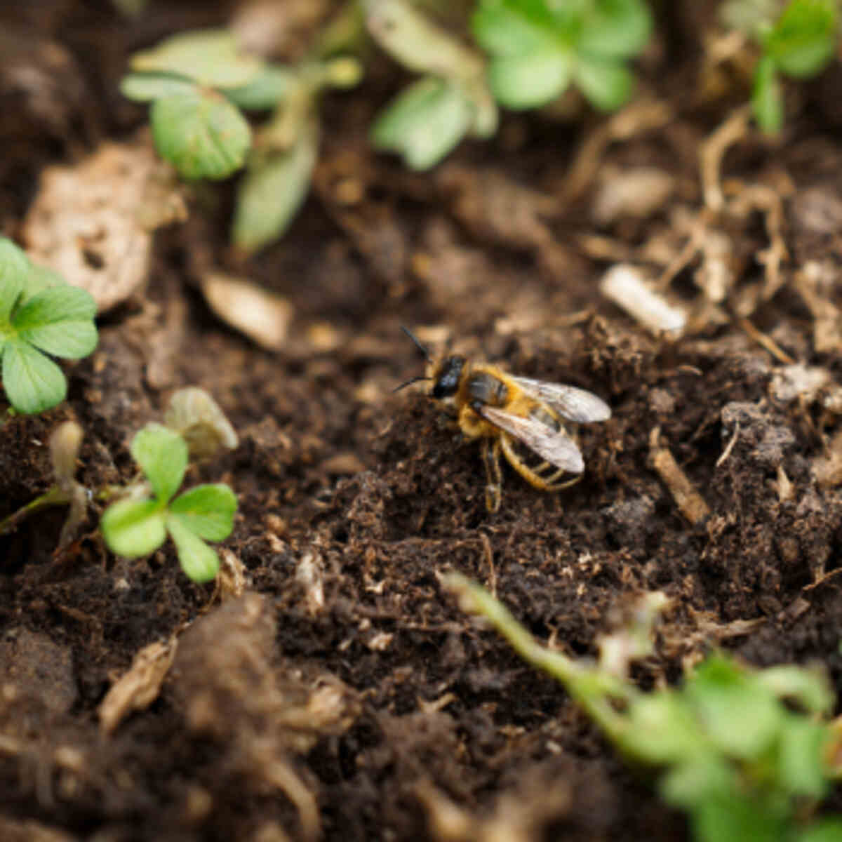 Leave a Patch of Bare Soil for Ground-Nesting Bees