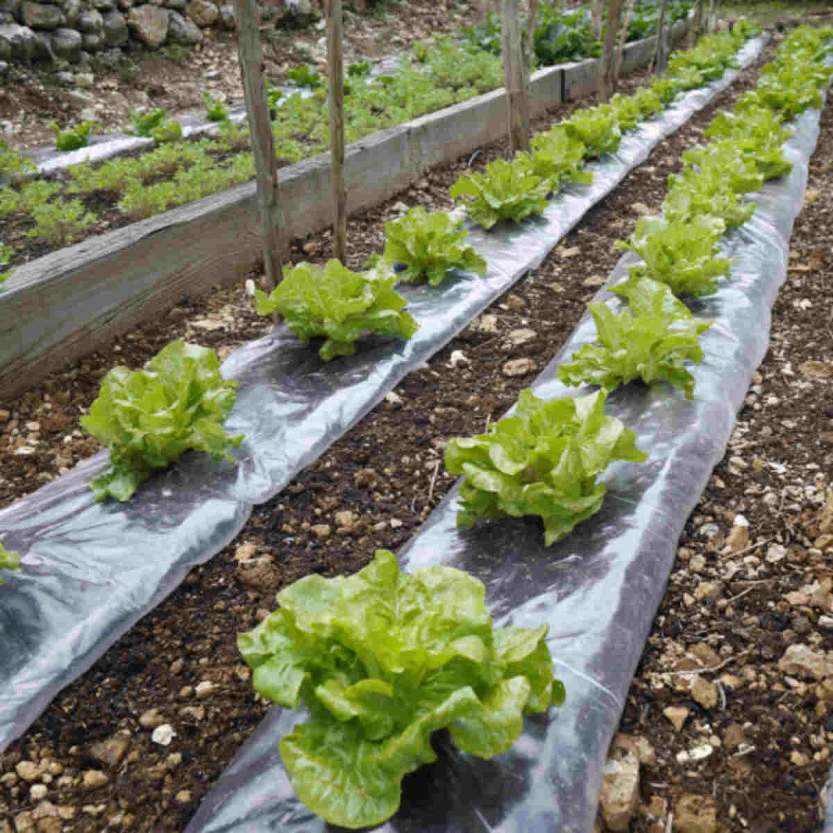 Lettuce Beds with Temperature Control