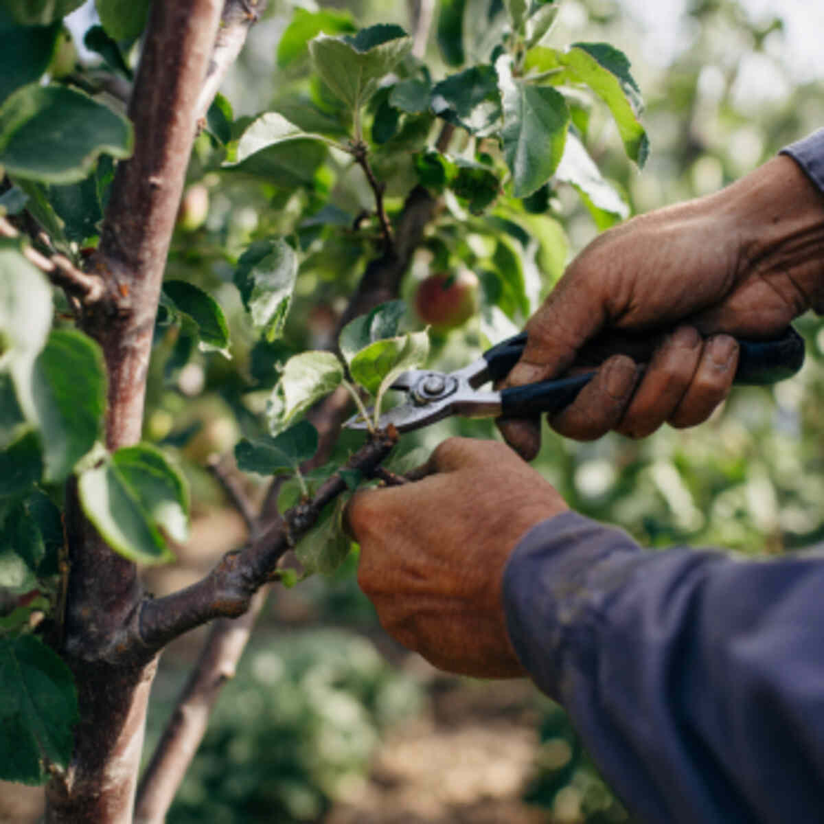 Low-Chill Pruning Patch
