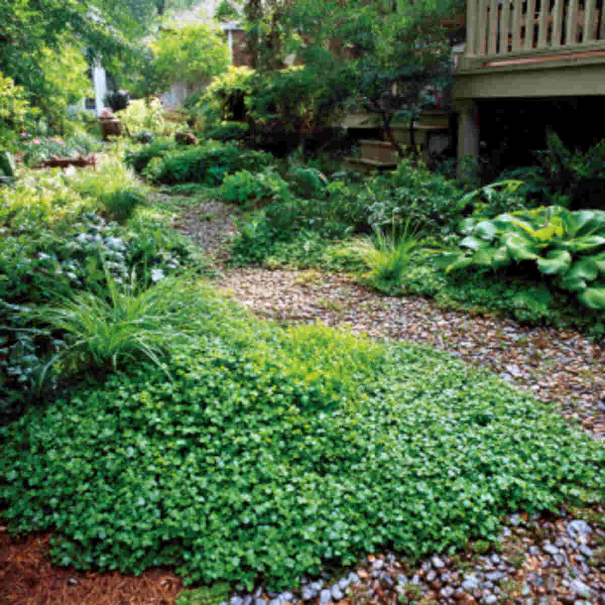 Low-Profile Ground Covers