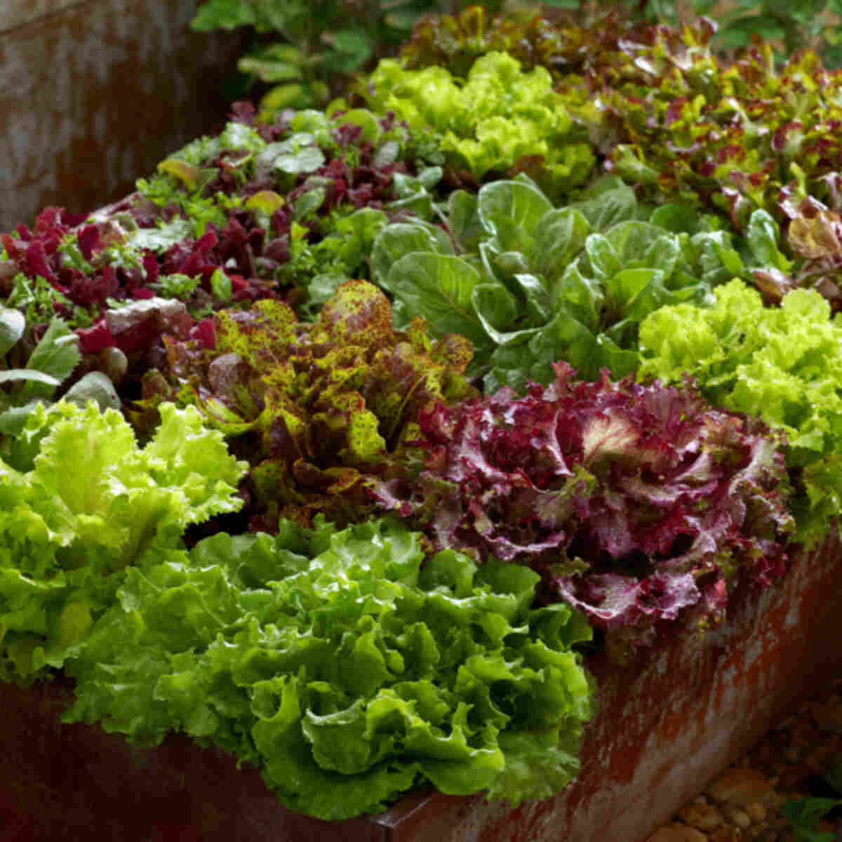 Mesclun Mix Container Garden