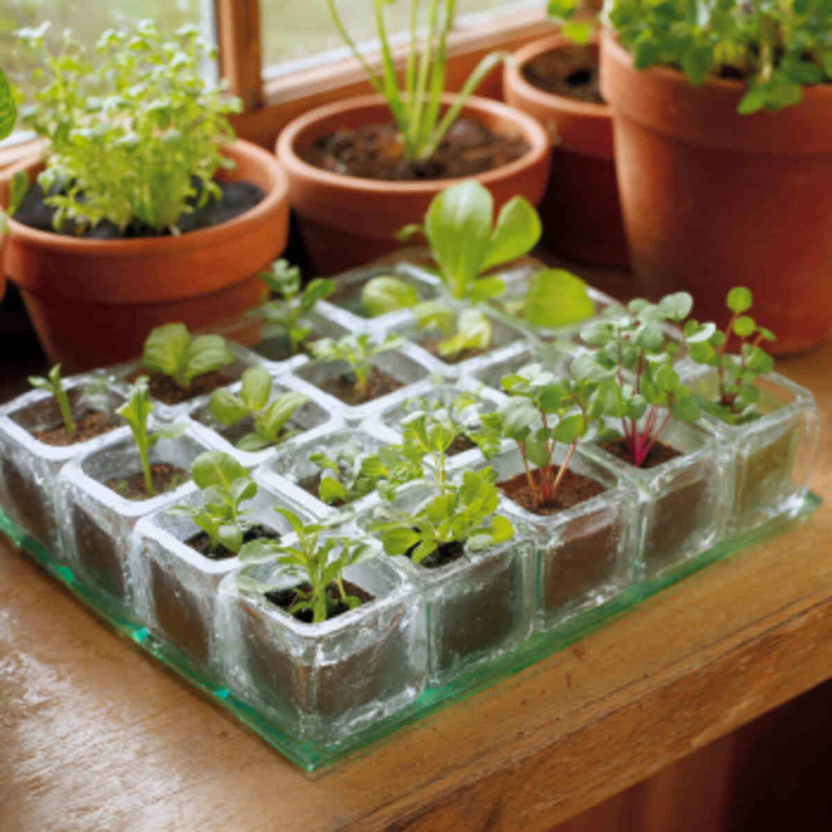 Mini Greenhouse Using Ice Cube Trays