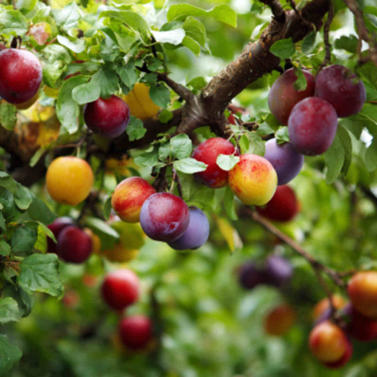 Mixed Fruit Species Zone