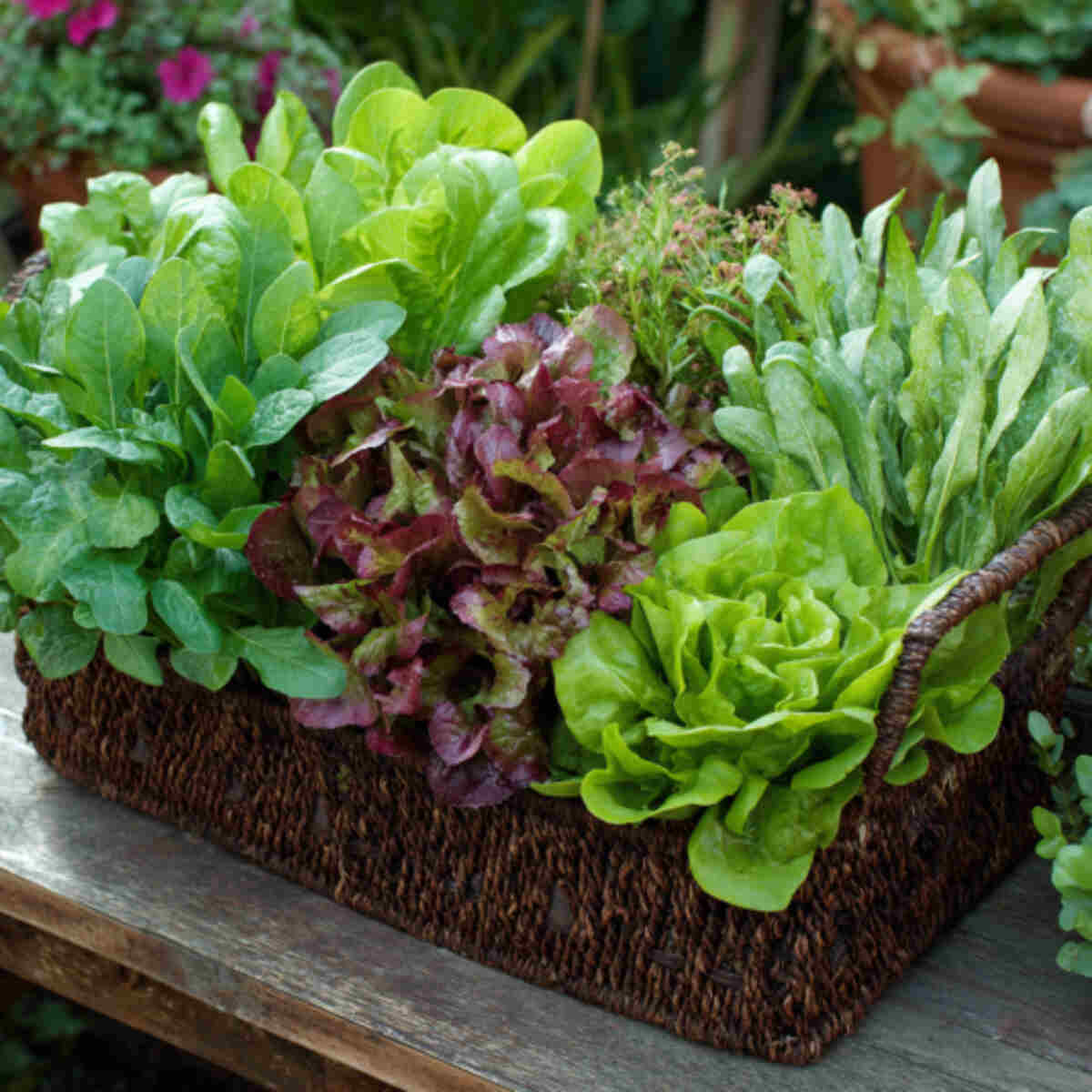 Mixed Leafy Greens Basket (Lettuce, Spinach, Arugula)