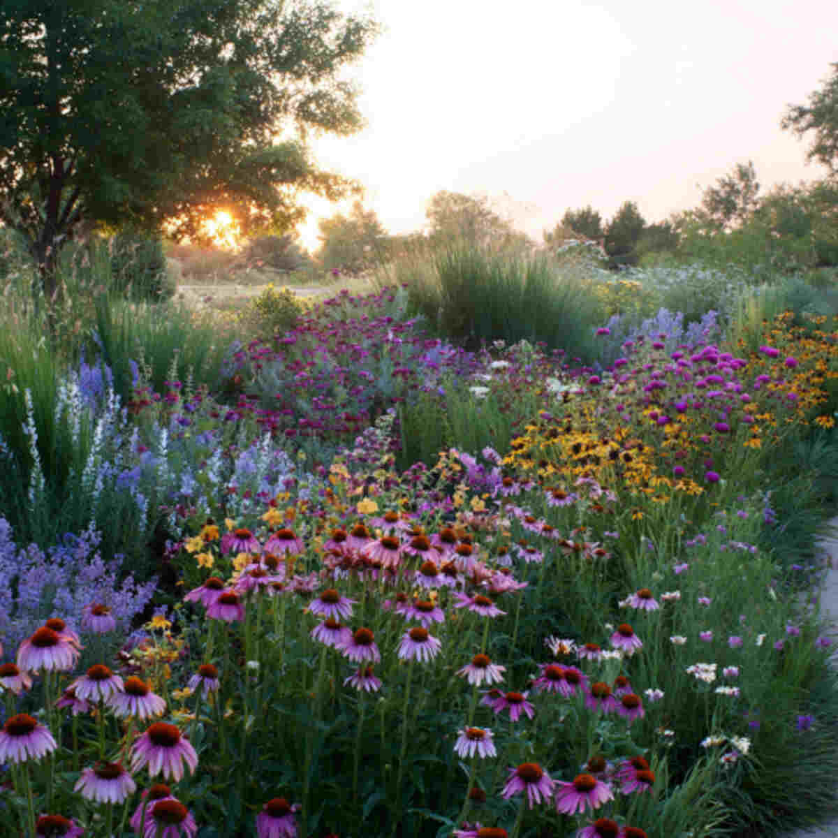 Native Wildflower Meadow
