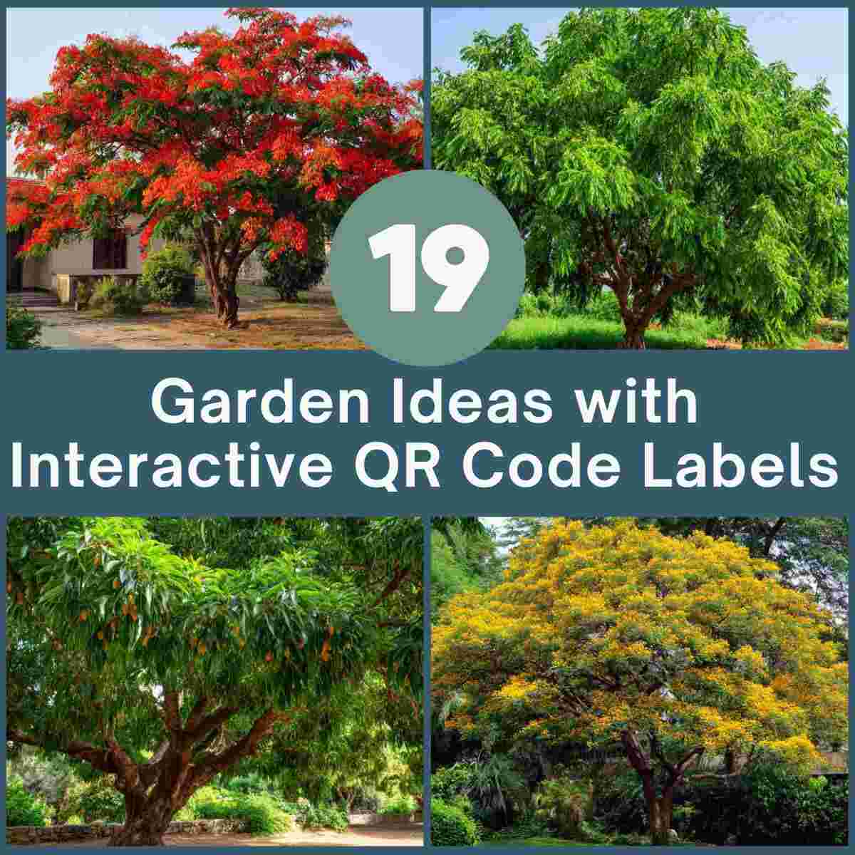 Natural Shade Trees