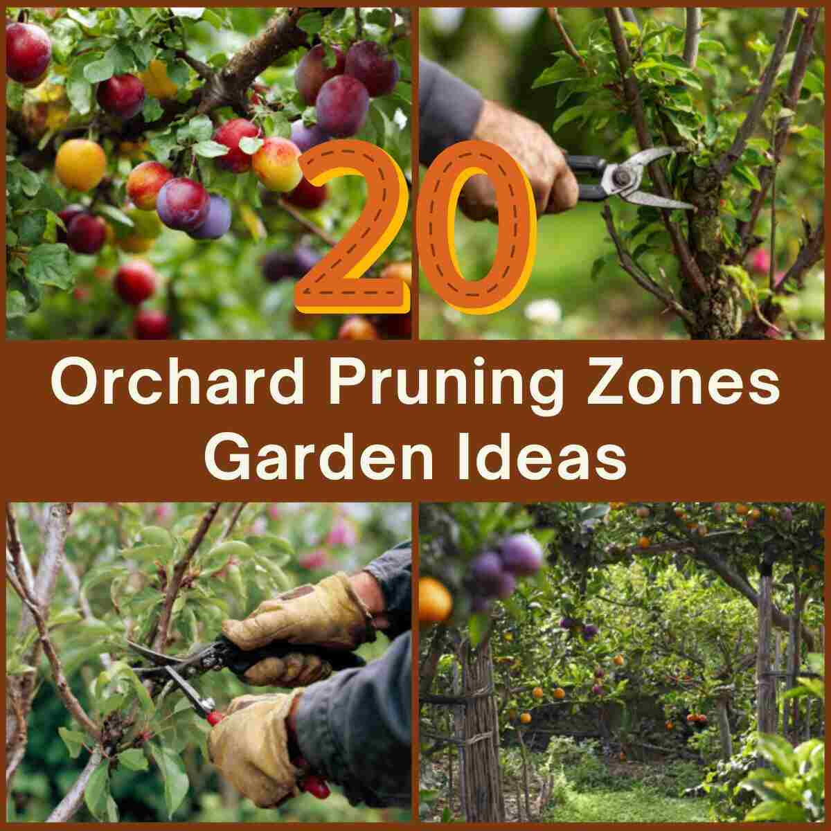  Orchard Pruning Zones
