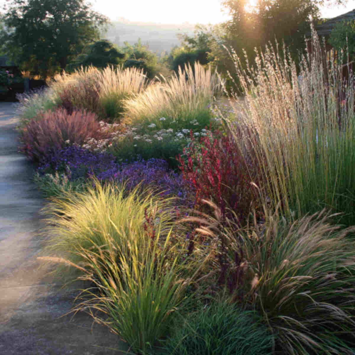 Ornamental Grass Border