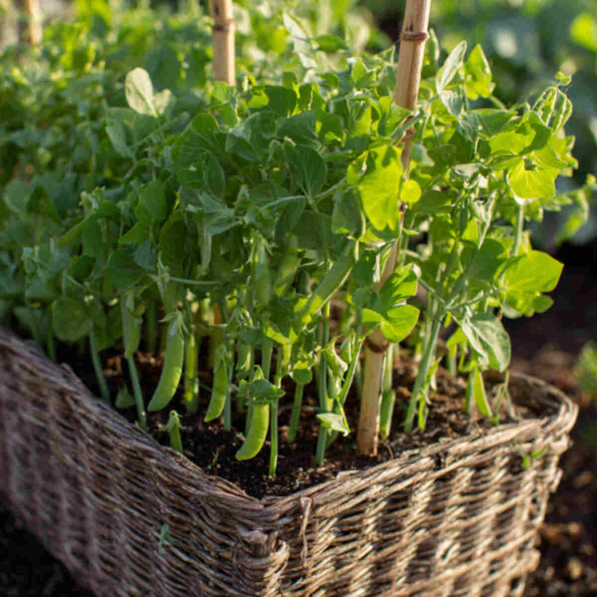 Pea Shoots and Sugar Snap Peas Basket
