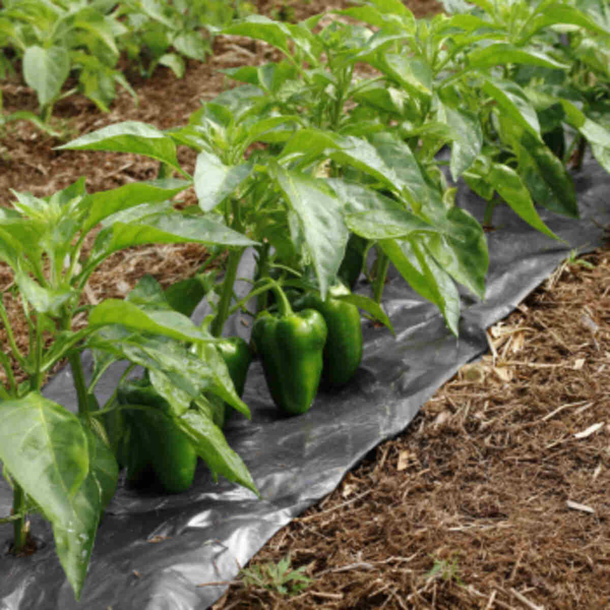 Pepper Plants with Light-Redirecting Mulch