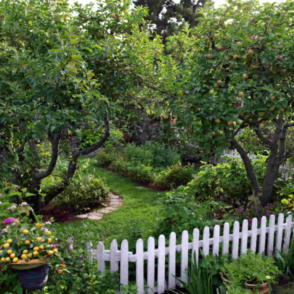  Perimeter Pruning Belt