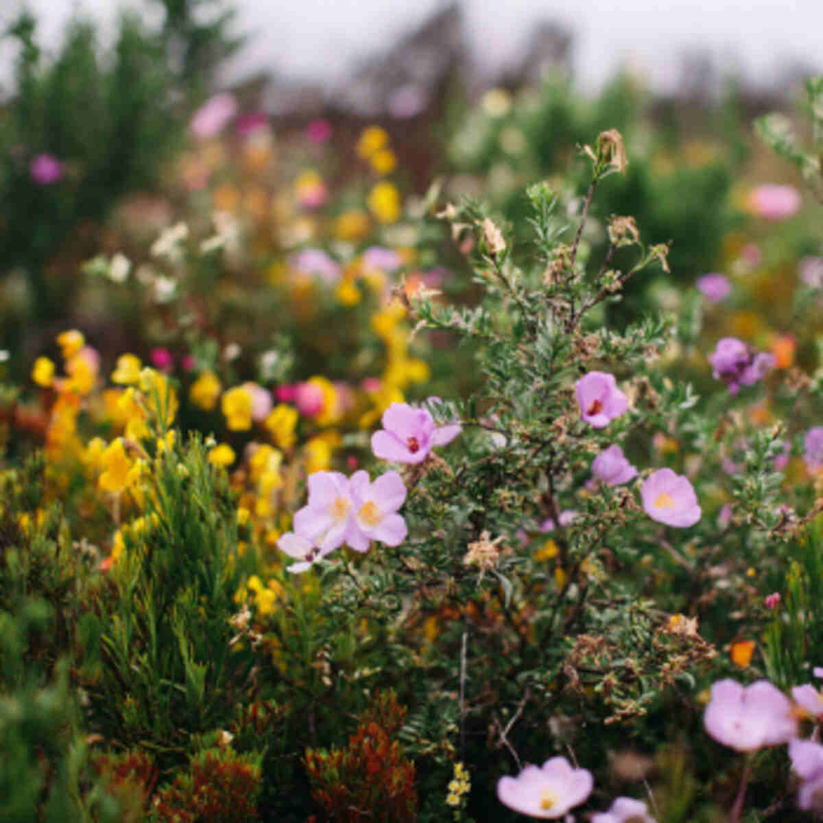 Plant a Variety of Native Flowering Plants
