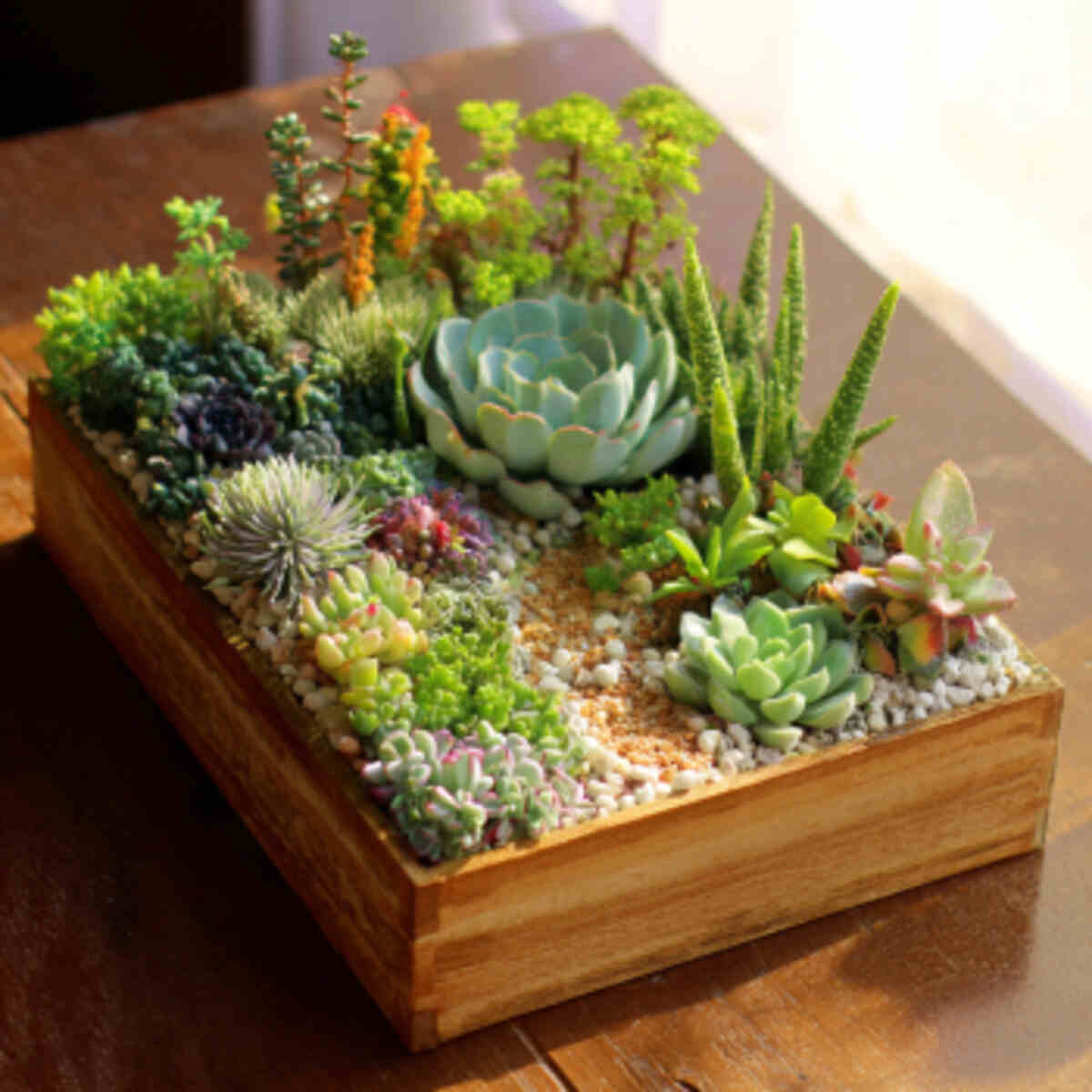 Portable Succulent Garden Using Bed Base