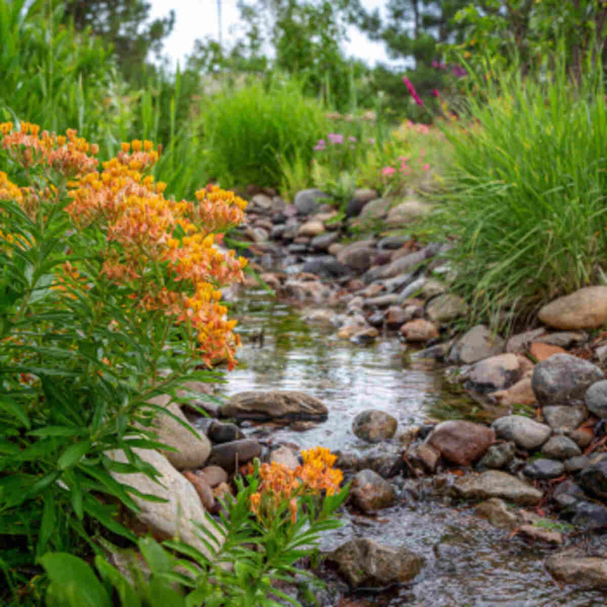 Provide a Shallow Water Source for Pollinators
