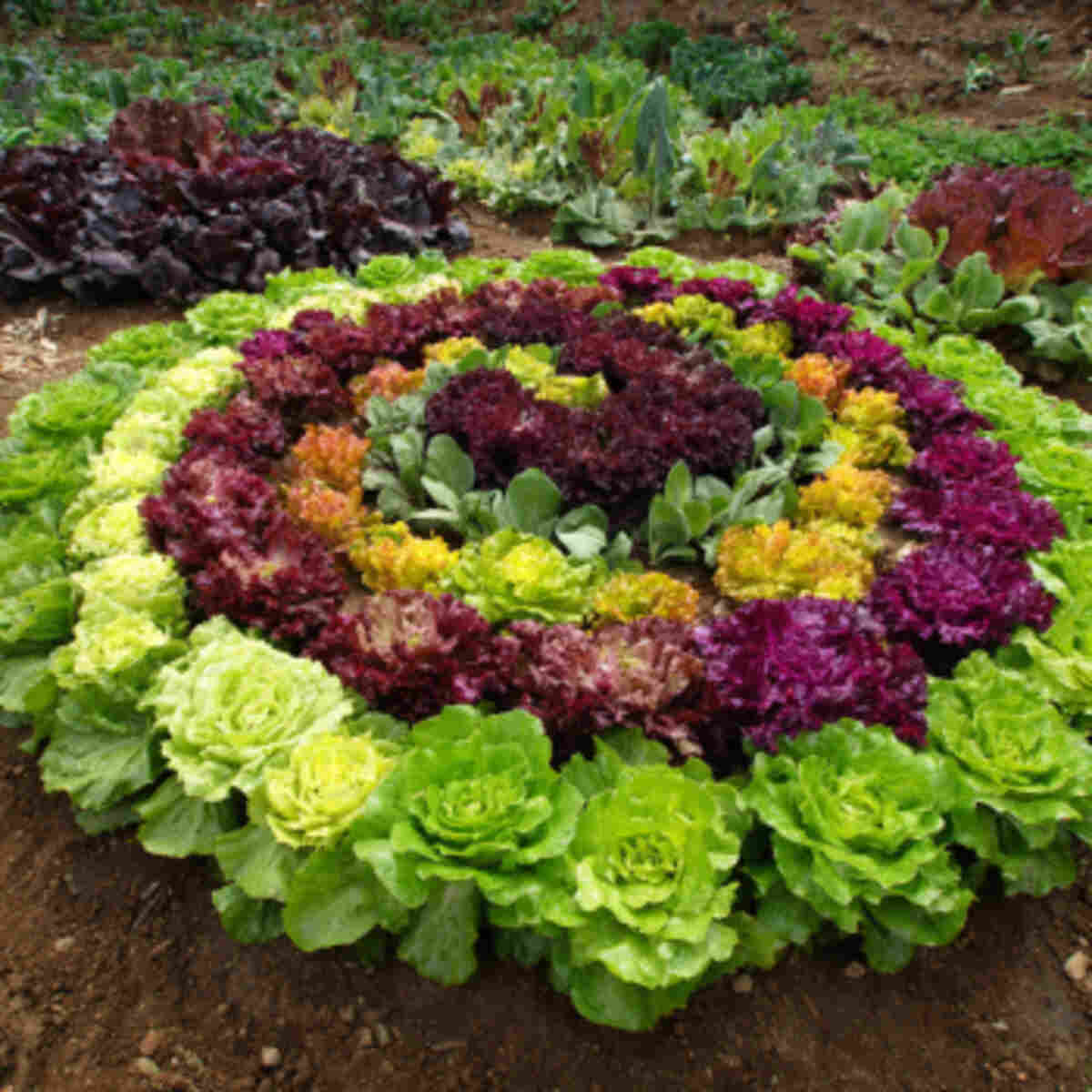Rainbow Lettuce Spiral