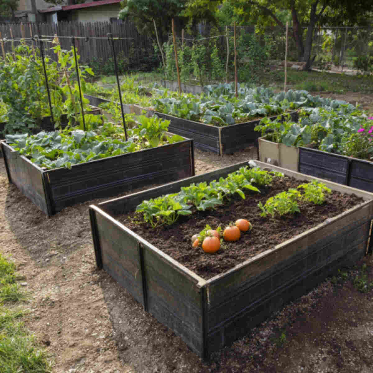Raised Vegetable Garden Using Foldable Bed Frames