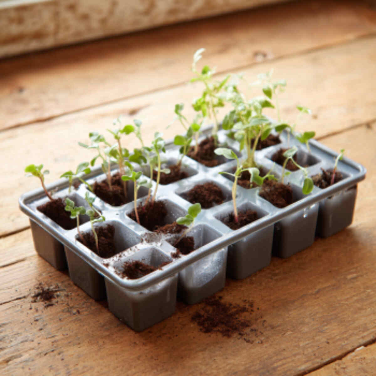 Recycled Plastic Ice Cube Tray Planter