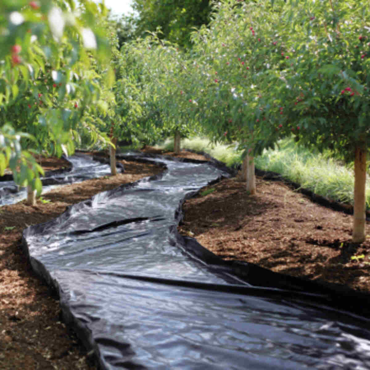 Reflective Mulch Around Fruit Trees