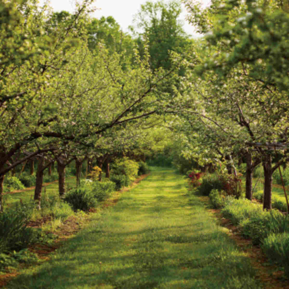 Rejuvenation Pruning Row