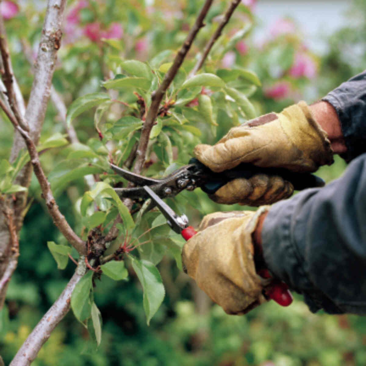 Renewal Pruning Area