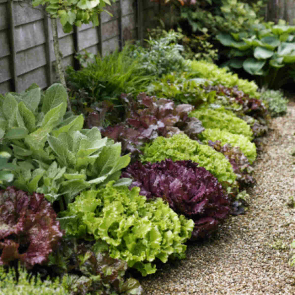 Shaded Summer Greens Bed
