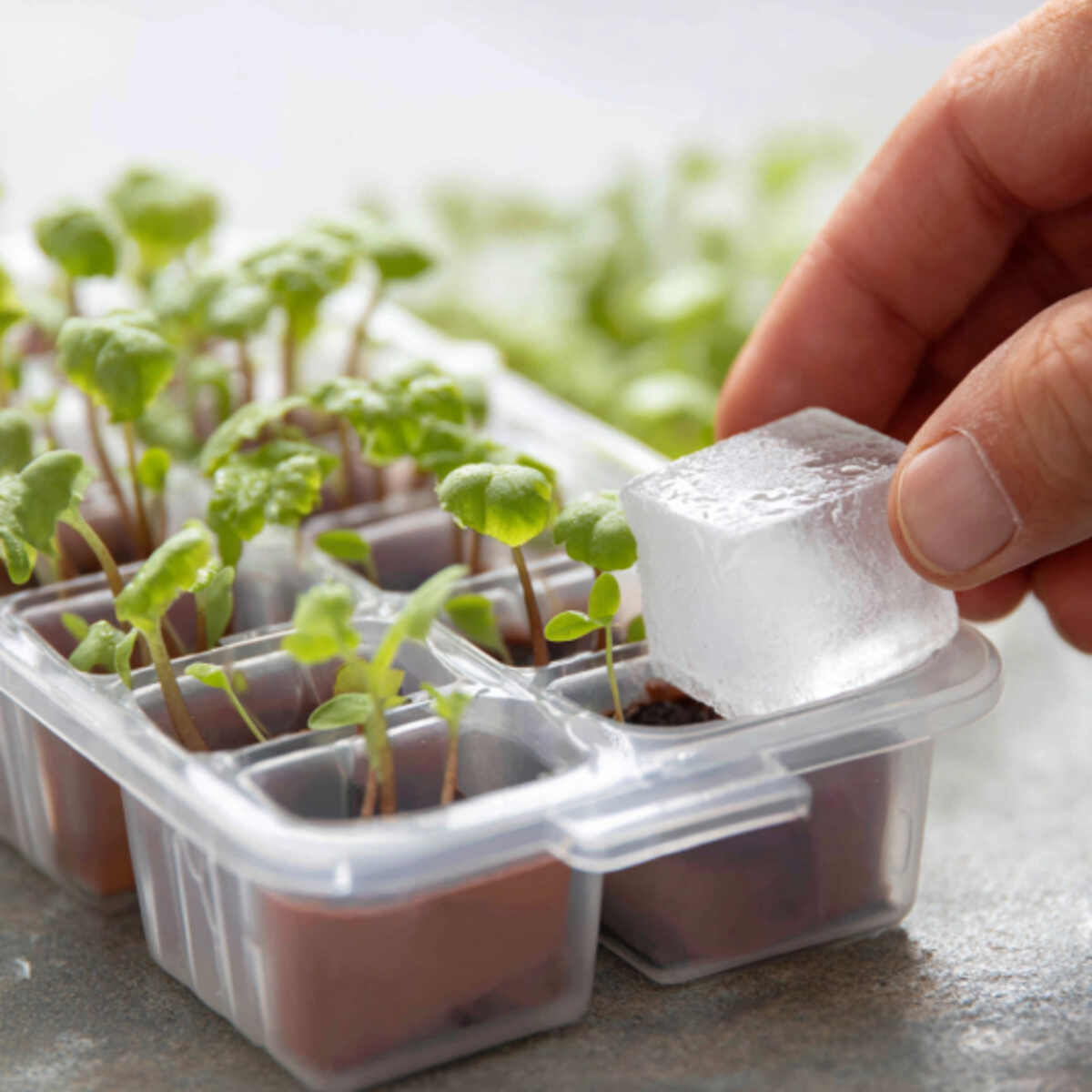 Slow-Release Ice Seed Hydration
