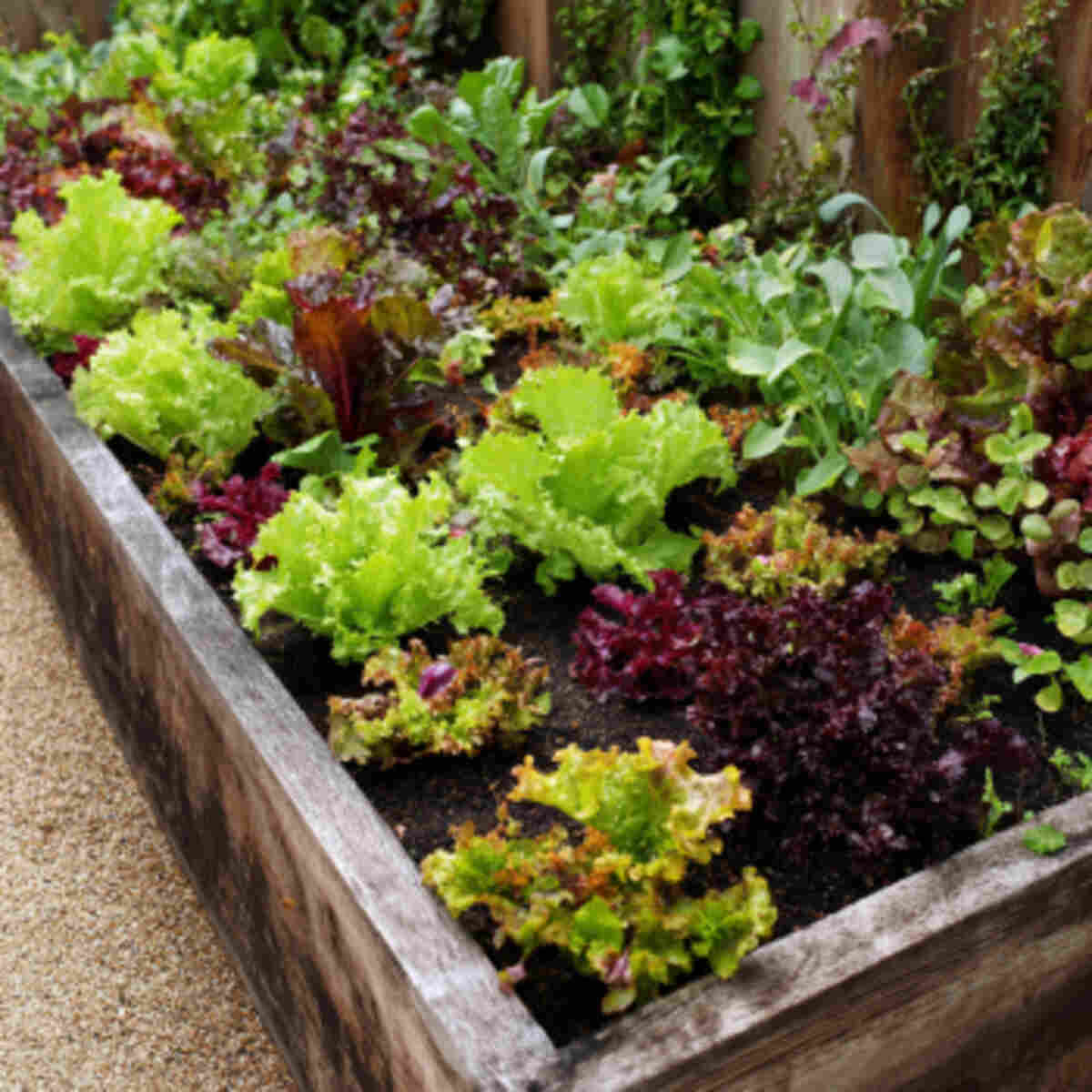 Spring Mix Raised Bed