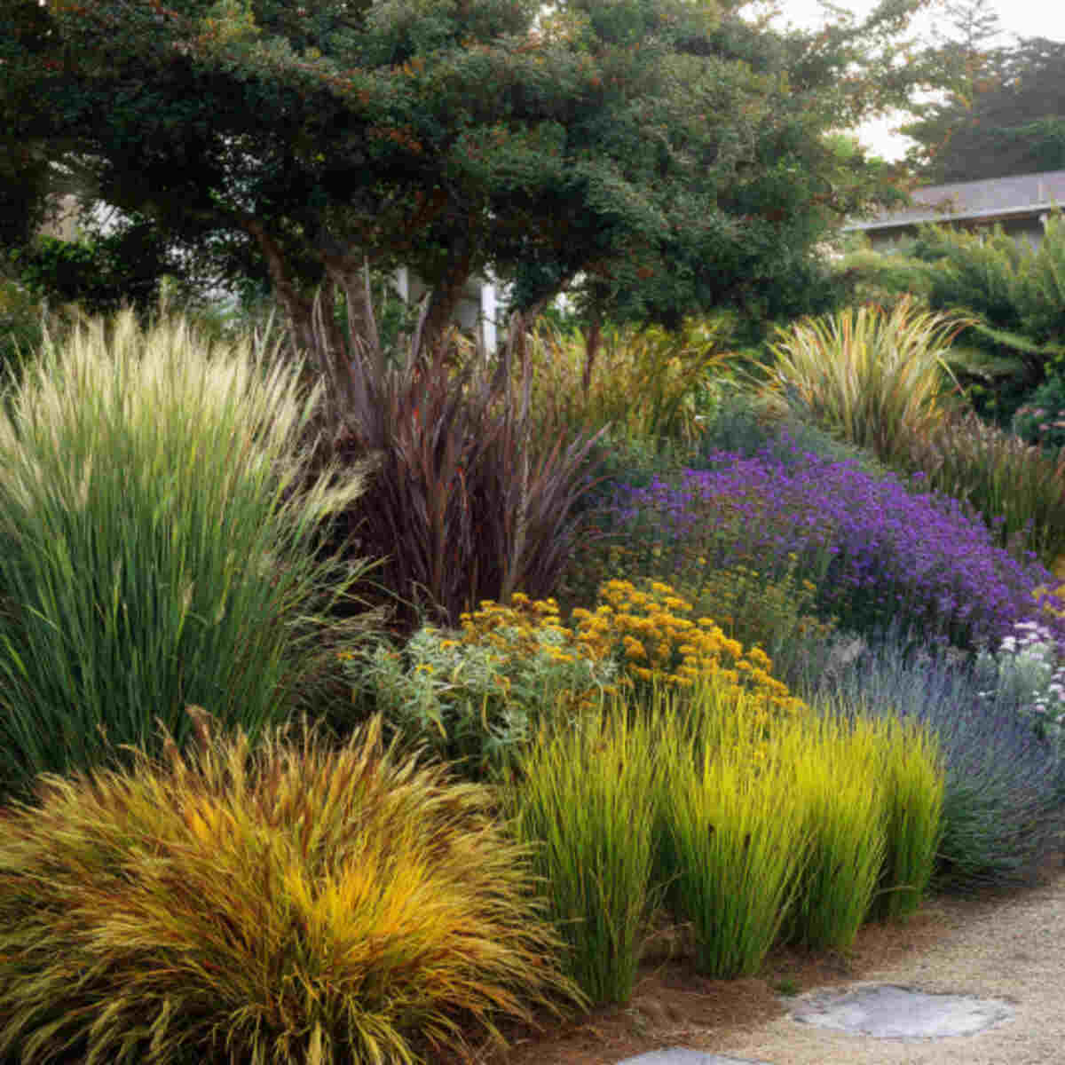 Storm-Tolerant Grasses