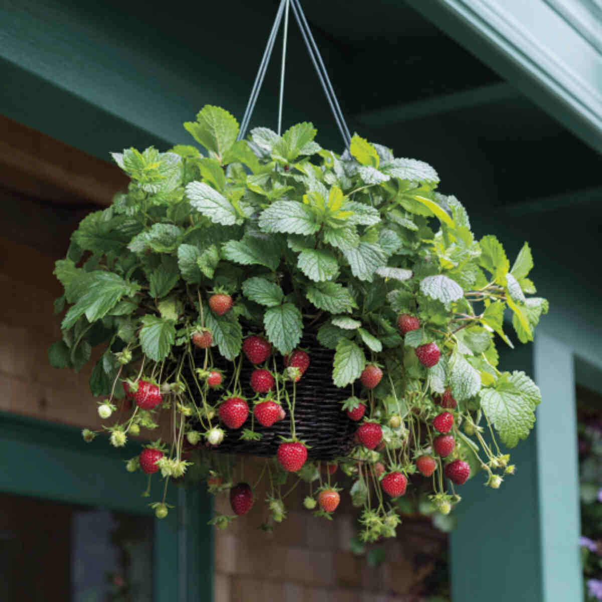 Strawberry and Mint Hanging Basket