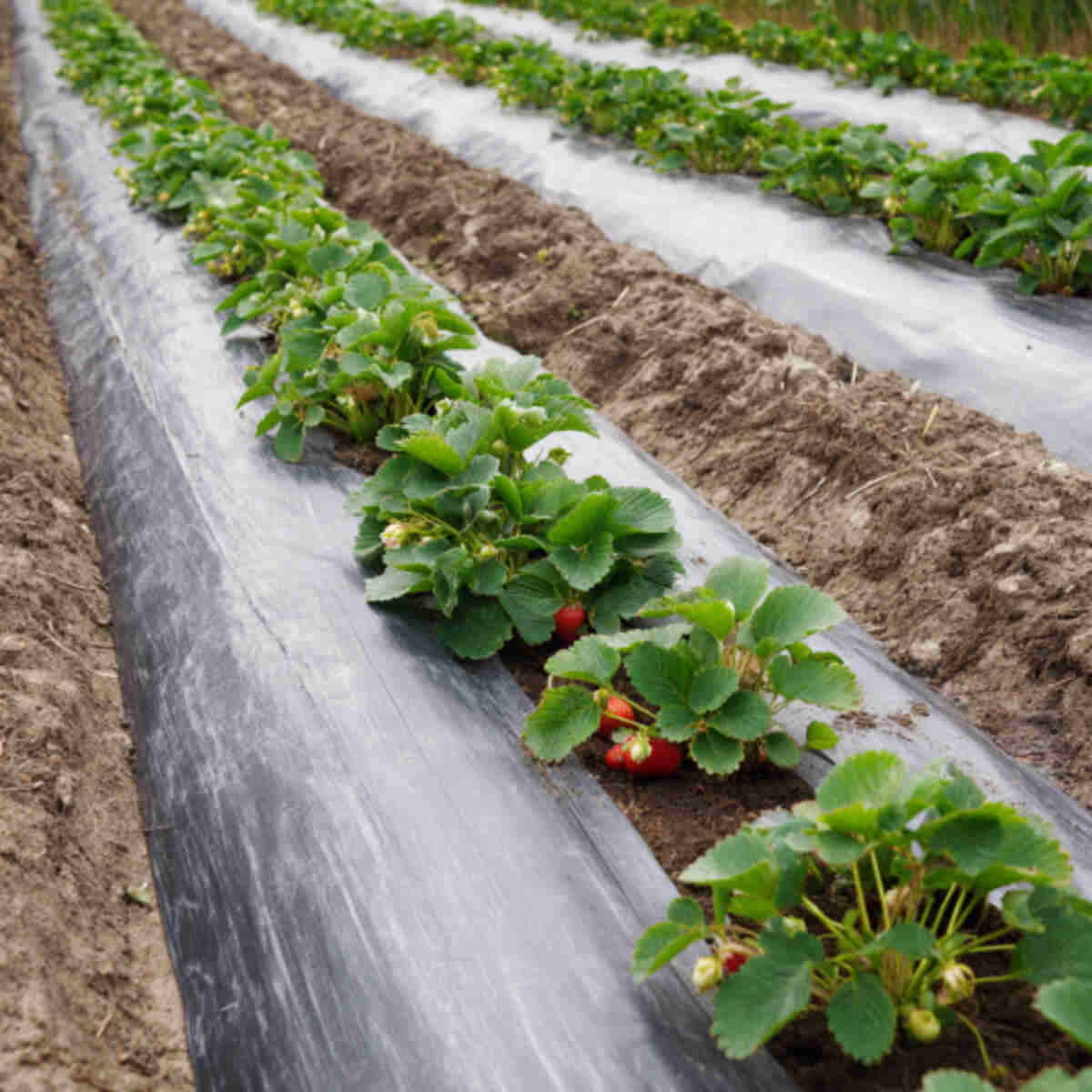 Strawberry Rows with Silver Mulch