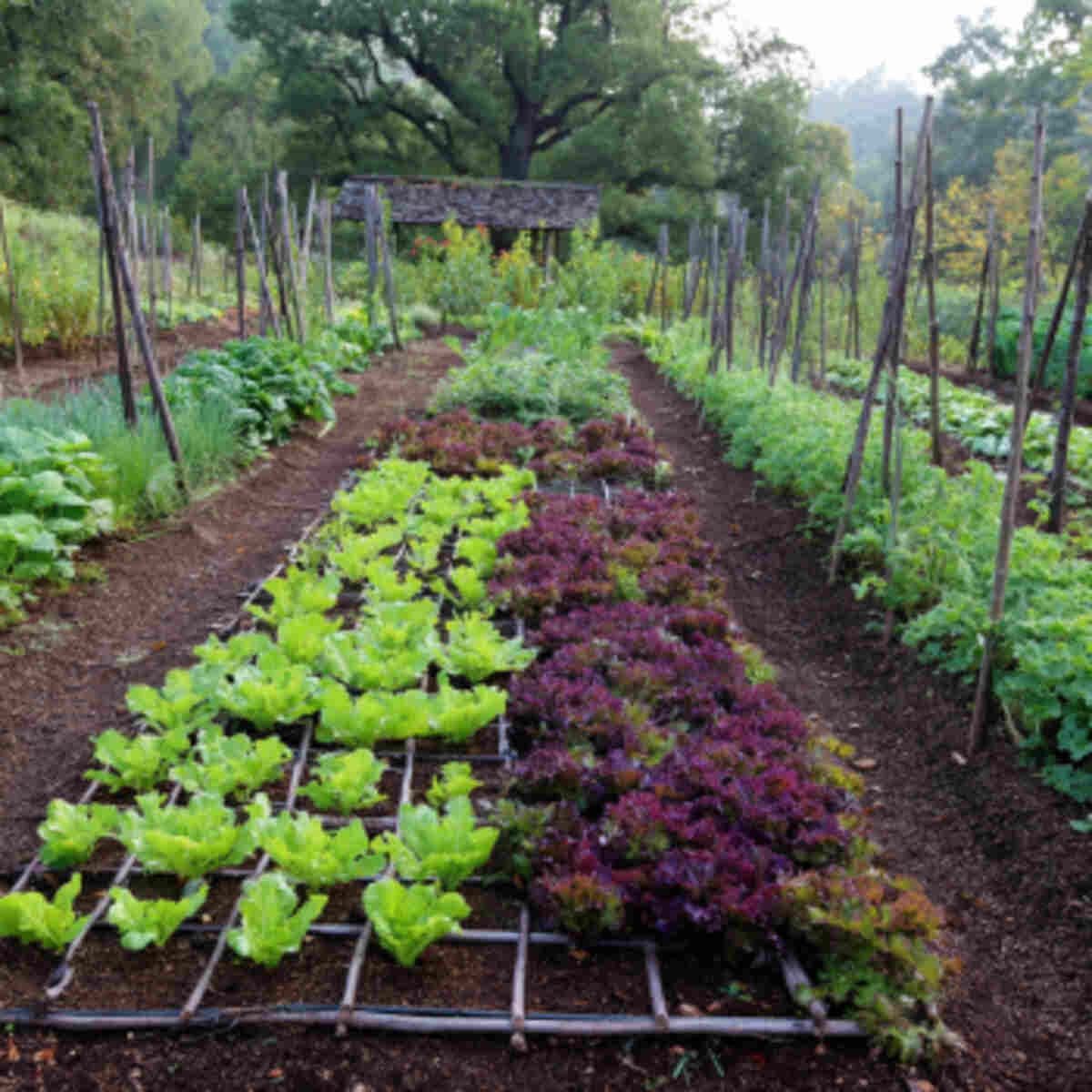 Succession Planting Grid