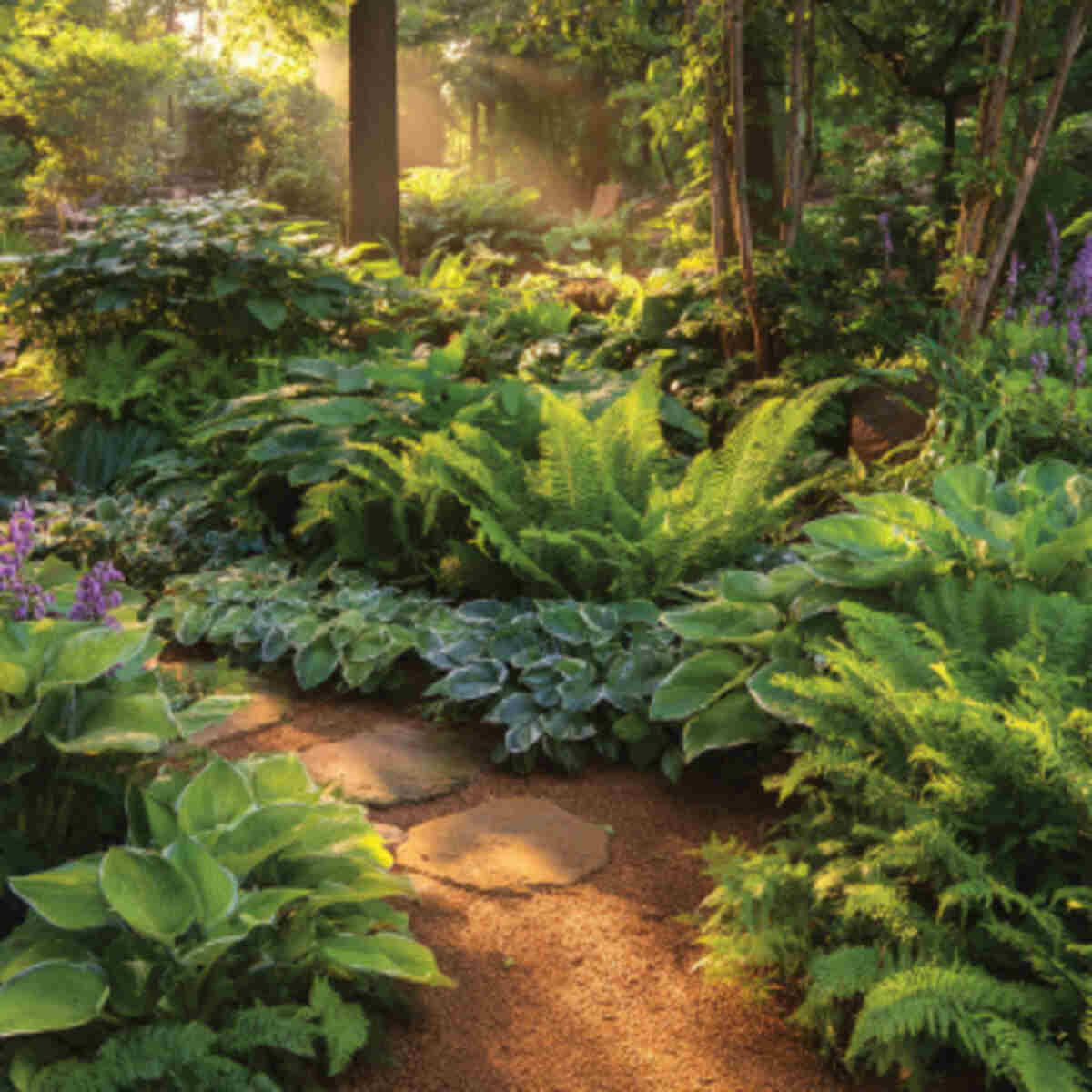 Sunset Zone Shade Garden with Ferns and Hostas
