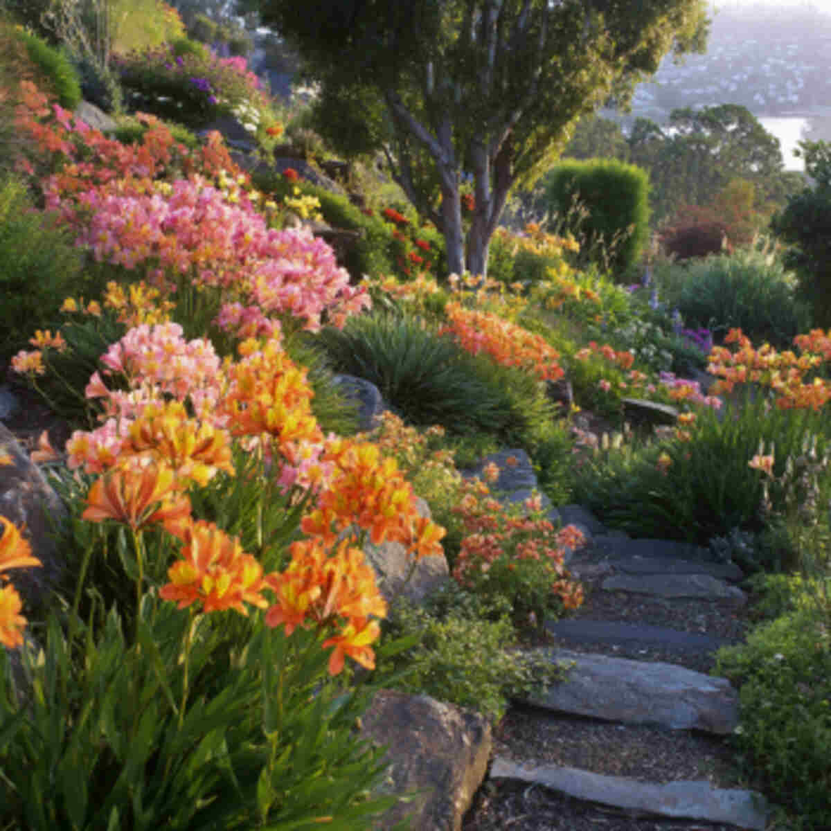 Terraced Hillside with Alstroemeria