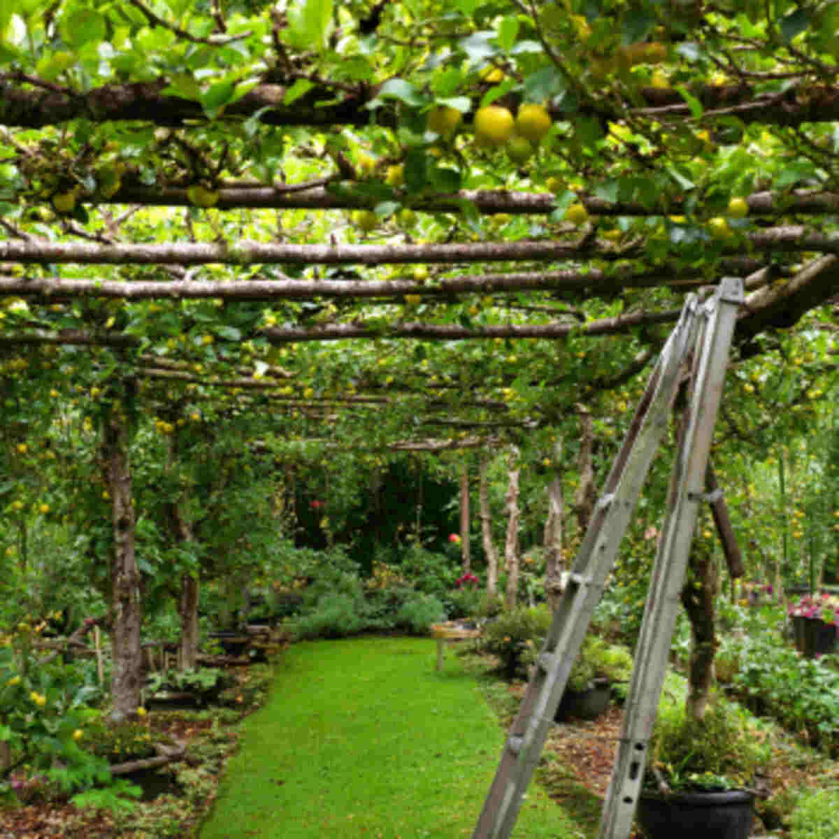 Tiered Canopy Section